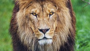 Preview wallpaper lion, glance, predator, animal, large cat, grass