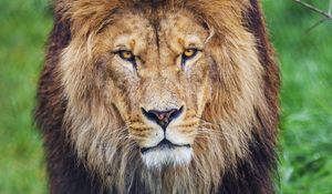 Preview wallpaper lion, glance, predator, animal, large cat, grass