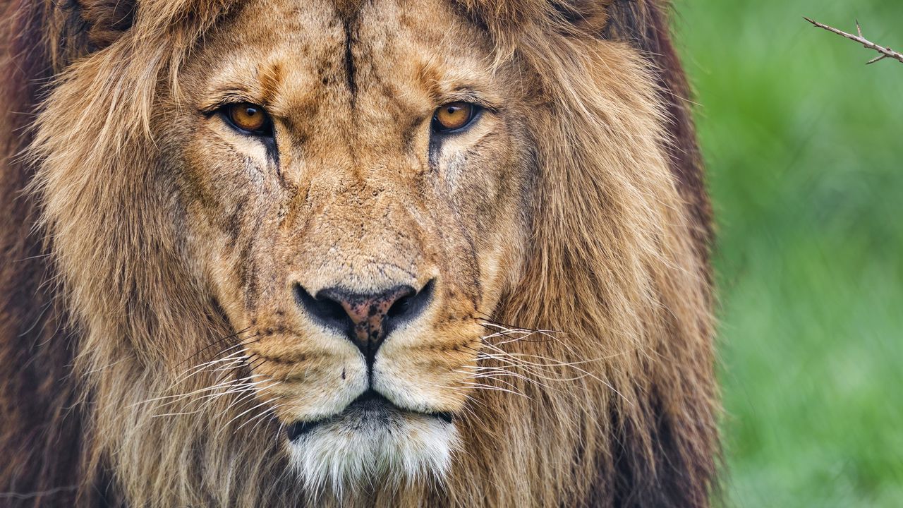 Wallpaper lion, glance, predator, big cat, animal, grass