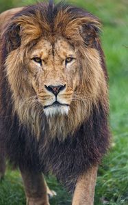 Preview wallpaper lion, glance, predator, big cat, animal, grass