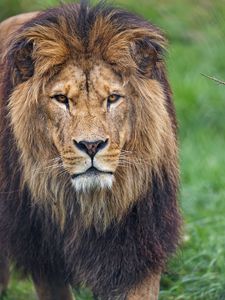 Preview wallpaper lion, glance, predator, big cat, animal, grass