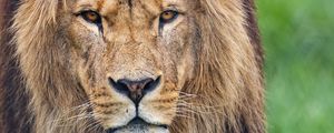Preview wallpaper lion, glance, predator, big cat, animal, grass
