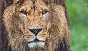 Preview wallpaper lion, glance, predator, big cat, animal, grass