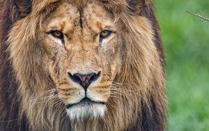 Preview wallpaper lion, glance, predator, big cat, animal, grass