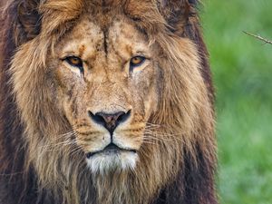 Preview wallpaper lion, glance, predator, big cat, animal, grass