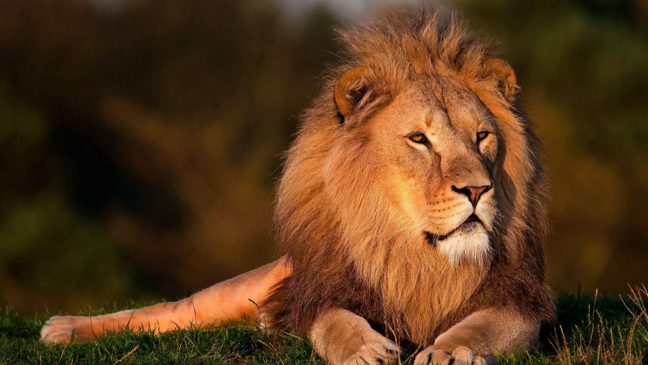 Wallpaper lion, grass, big cat, king animals, mane