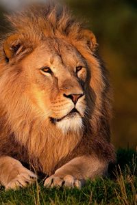 Preview wallpaper lion, grass, big cat, king animals, mane