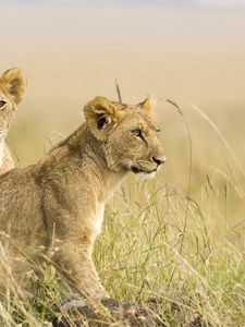 Preview wallpaper lion, grass, couple, baby