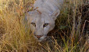 Preview wallpaper lion, grass, eyes, face, walking, hunting, anger, big cat