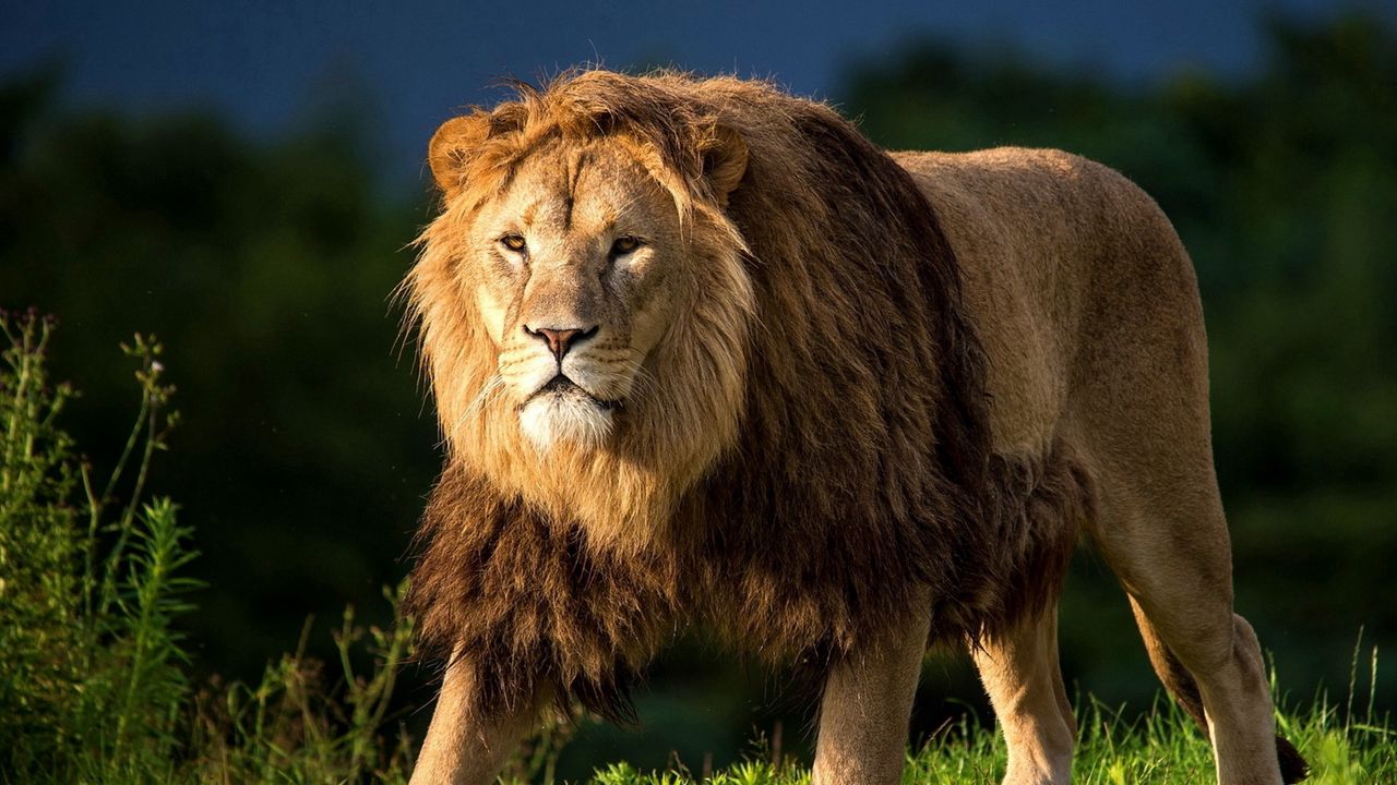 Wallpaper lion, grass, king of beasts, big cat, walk