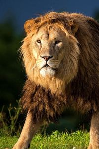 Preview wallpaper lion, grass, king of beasts, big cat, walk