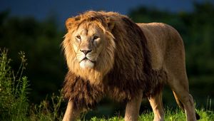 Preview wallpaper lion, grass, king of beasts, big cat, walk
