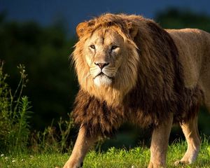 Preview wallpaper lion, grass, king of beasts, big cat, walk