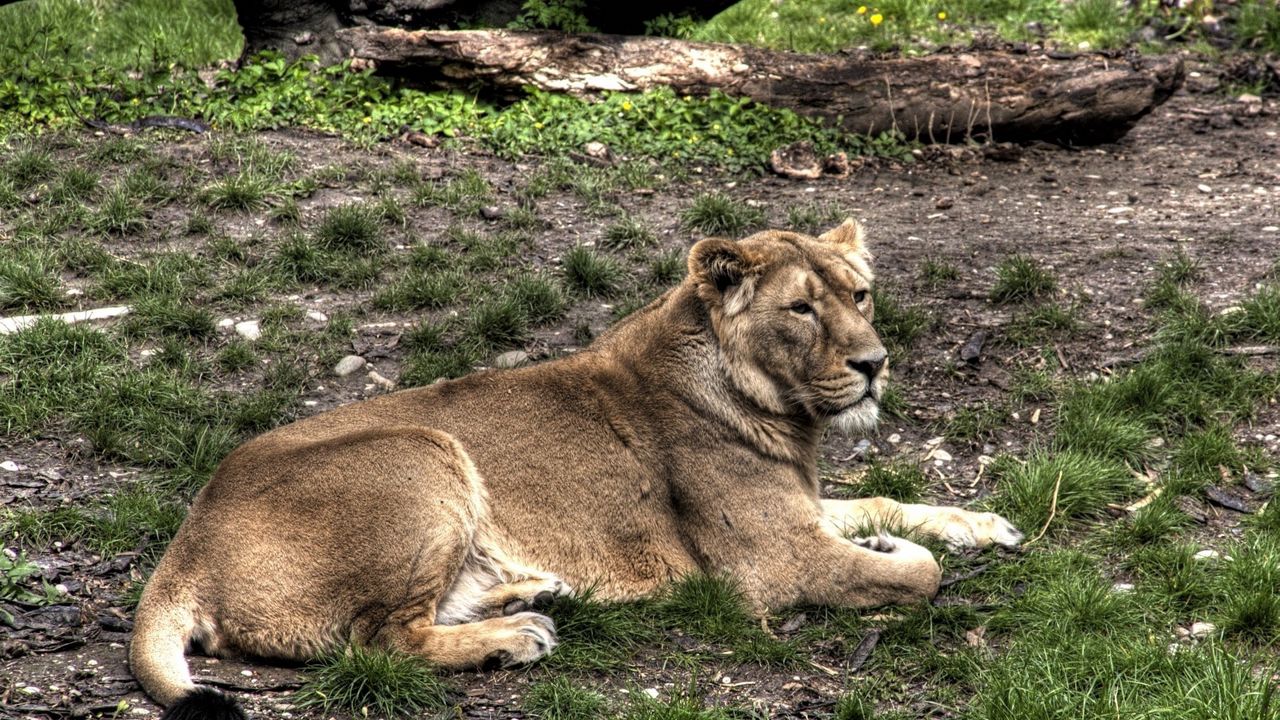 Wallpaper lion, grass, lie down, important