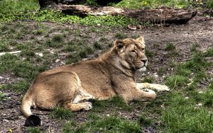 Preview wallpaper lion, grass, lie down, important