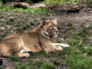 Preview wallpaper lion, grass, lie down, important