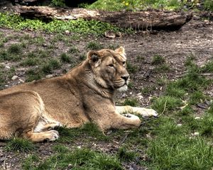 Preview wallpaper lion, grass, lie down, important