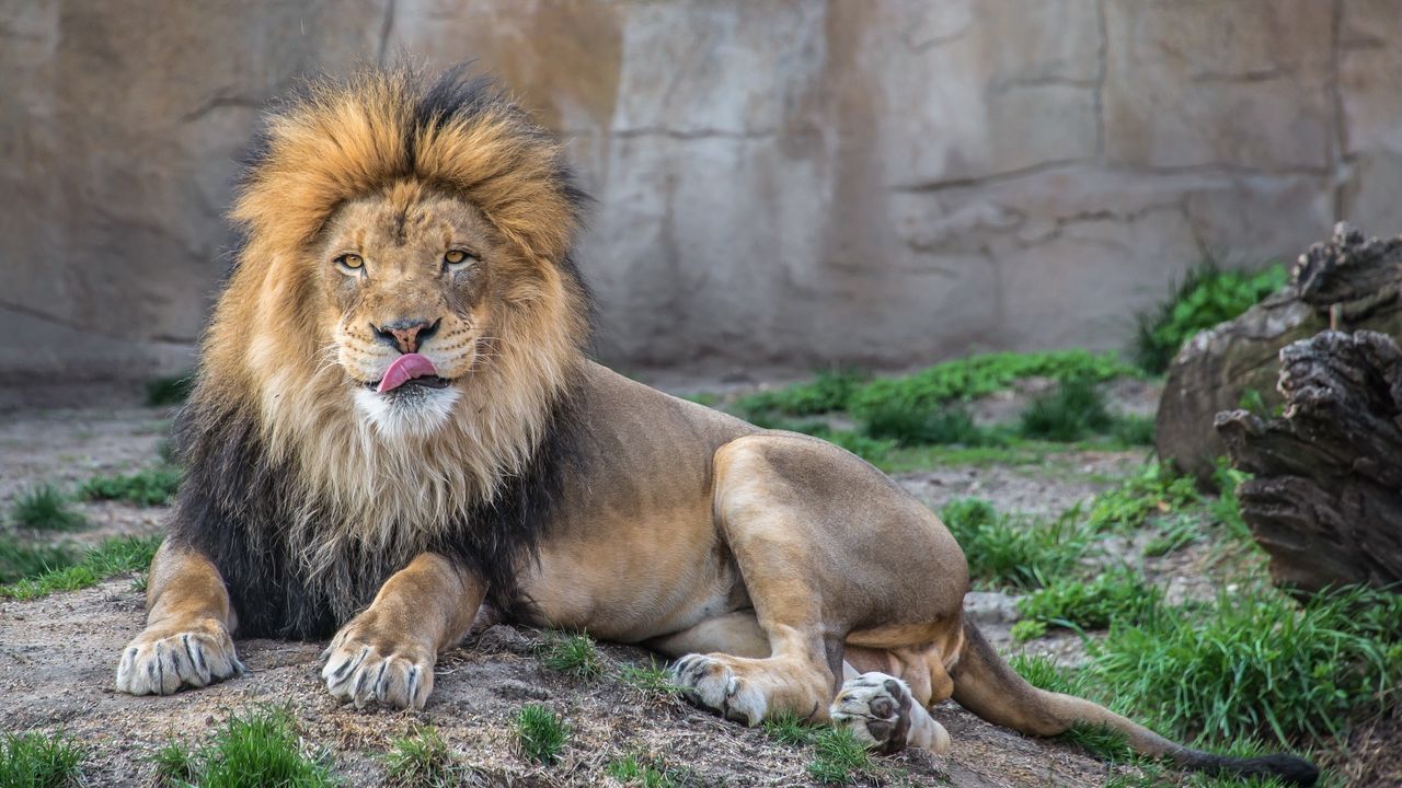 Wallpaper lion, grass, lie down, licking, predator