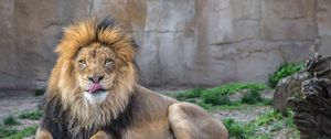 Preview wallpaper lion, grass, lie down, licking, predator