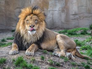 Preview wallpaper lion, grass, lie down, licking, predator