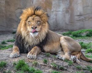 Preview wallpaper lion, grass, lie down, licking, predator