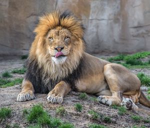 Preview wallpaper lion, grass, lie down, licking, predator