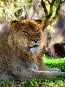 Preview wallpaper lion, grass, lying, rest