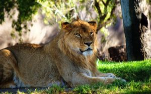 Preview wallpaper lion, grass, lying, rest