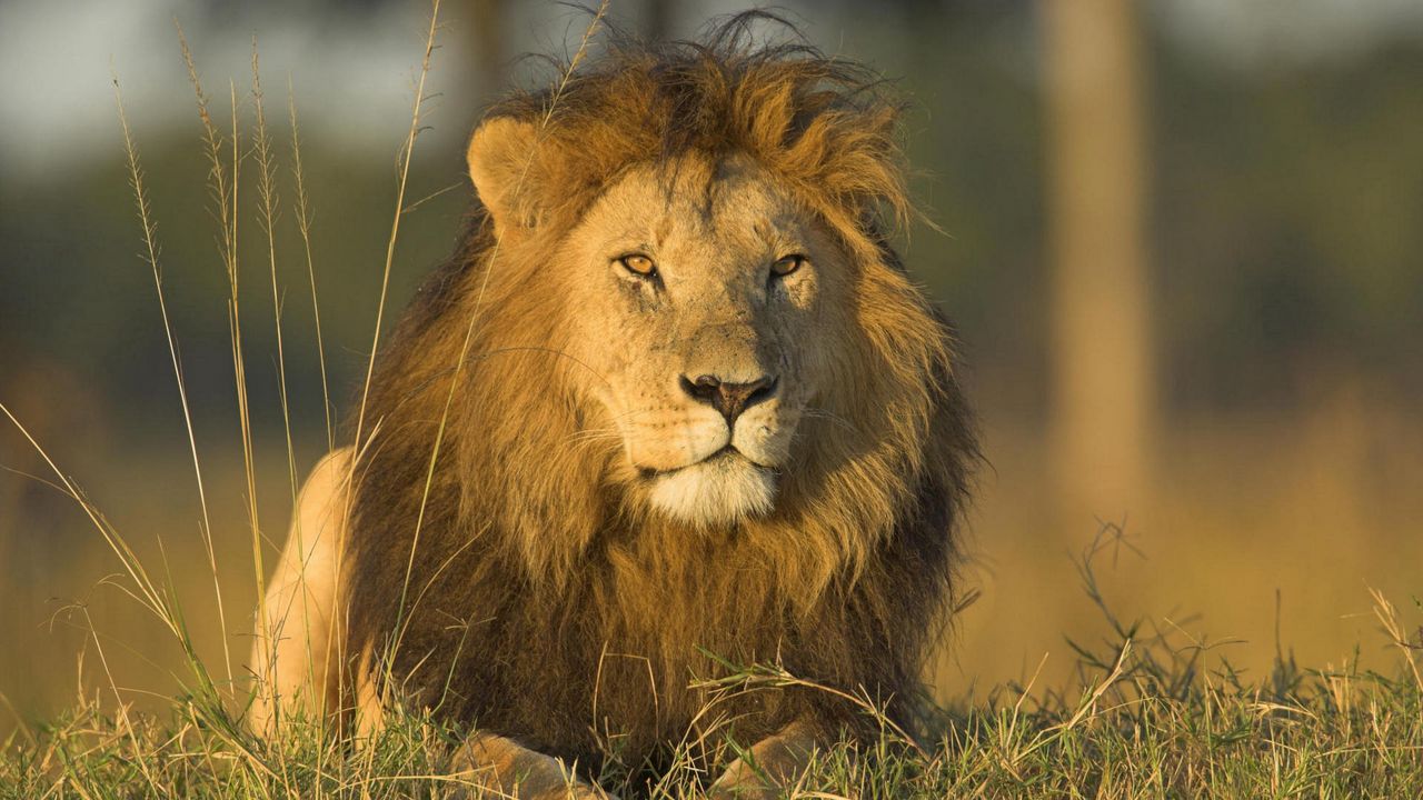 Wallpaper lion, grass, mane, fluffy, predators, big cat, king of beasts