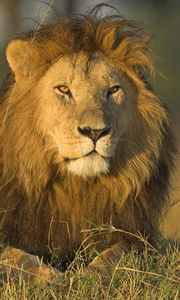Preview wallpaper lion, grass, mane, fluffy, predators, big cat, king of beasts