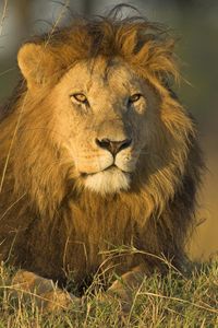 Preview wallpaper lion, grass, mane, fluffy, predators, big cat, king of beasts