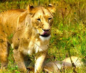 Preview wallpaper lion, grass, muzzle, eyes