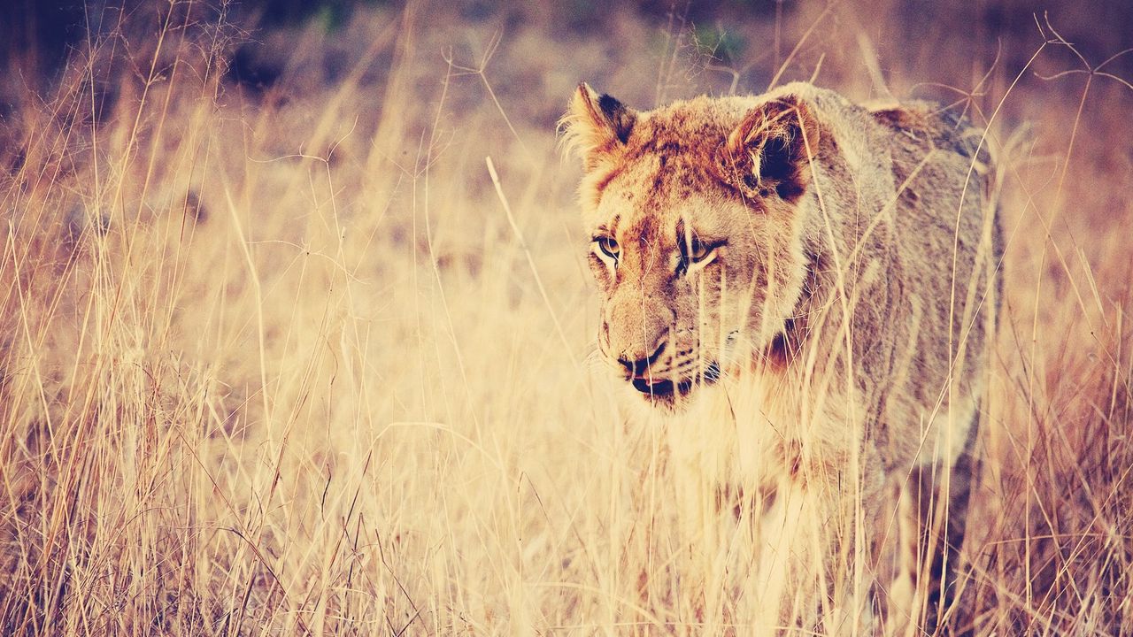 Wallpaper lion, grass, predator, big cat