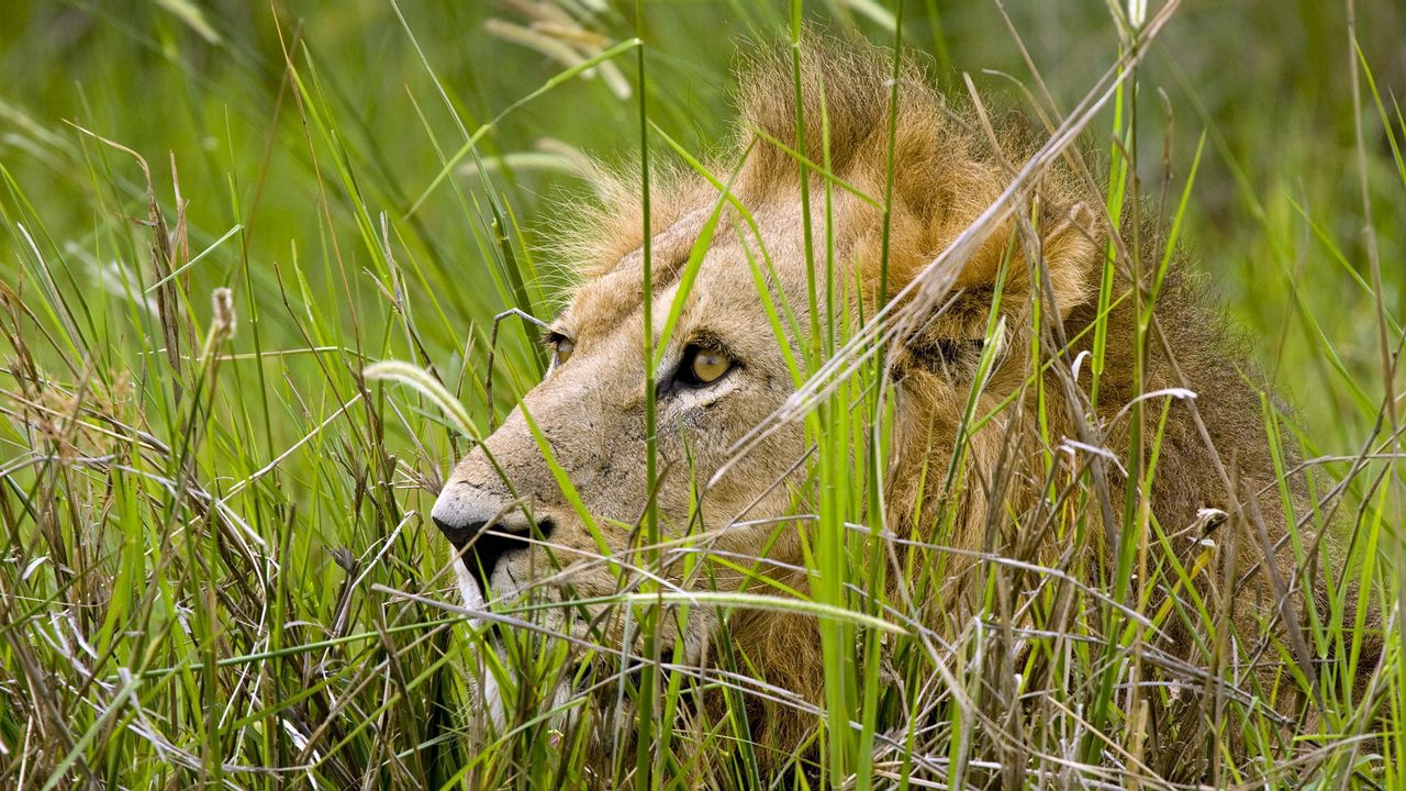 Wallpaper lion, grass, sit, hide, predator
