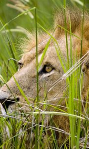 Preview wallpaper lion, grass, sit, hide, predator