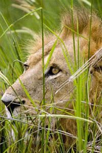 Preview wallpaper lion, grass, sit, hide, predator