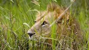 Preview wallpaper lion, grass, sit, hide, predator