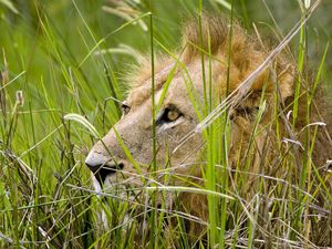Preview wallpaper lion, grass, sit, hide, predator