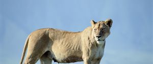 Preview wallpaper lion, grass, stand, sky