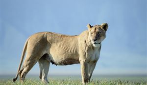 Preview wallpaper lion, grass, stand, sky