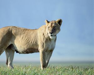 Preview wallpaper lion, grass, stand, sky