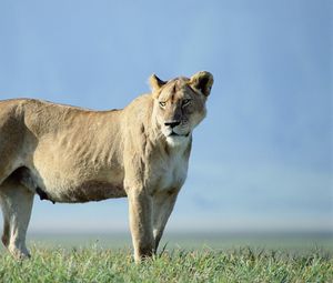 Preview wallpaper lion, grass, stand, sky