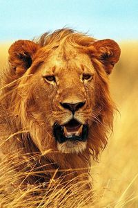 Preview wallpaper lion, grass, teeth, face, wind