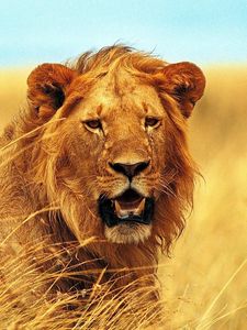 Preview wallpaper lion, grass, teeth, face, wind