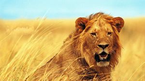 Preview wallpaper lion, grass, teeth, face, wind