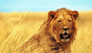 Preview wallpaper lion, grass, teeth, face, wind