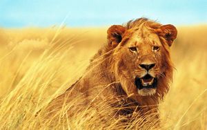 Preview wallpaper lion, grass, teeth, face, wind