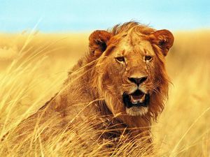 Preview wallpaper lion, grass, teeth, face, wind