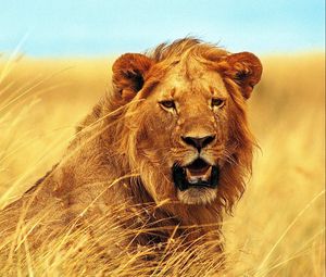 Preview wallpaper lion, grass, teeth, face, wind
