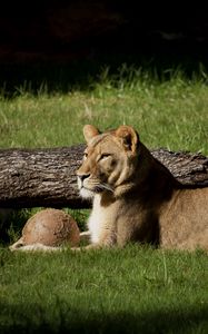 Preview wallpaper lion, grass, timber, lying